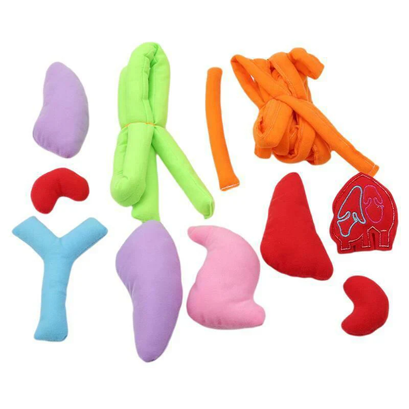 Apron – Learn About the Human Body Through Play - Image 2