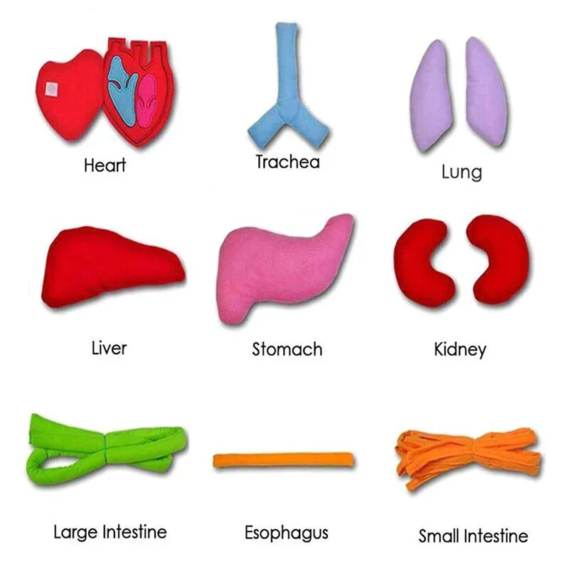 Apron – Learn About the Human Body Through Play - Image 3